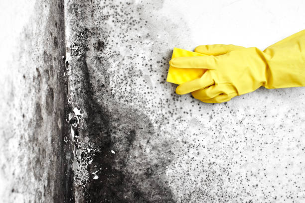 Best Attic Mold Removal  in Norco, CA